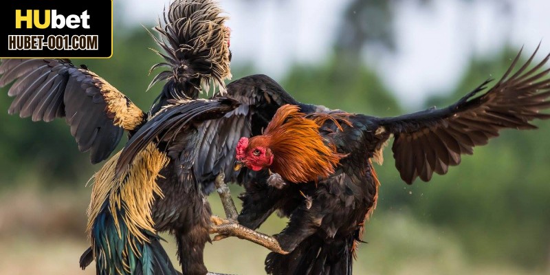 Nhiều giải đấu kịch tính diễn ra mỗi ngày